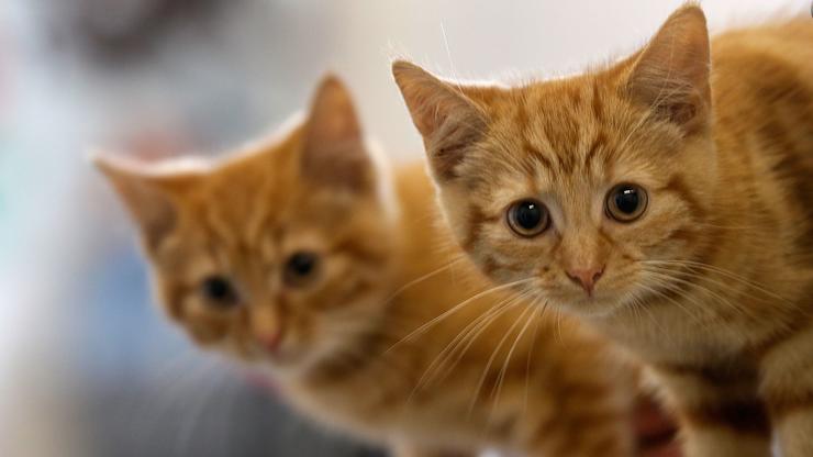 Two Pet Cats Test Positive For COVID-19 In New York