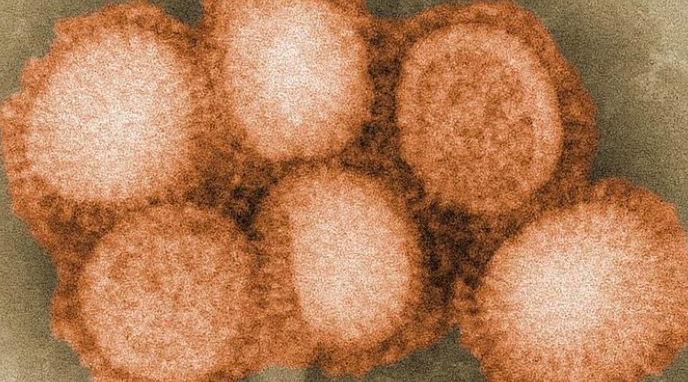 New Swine Flu Strain with “Pandemic Potential” Found in China