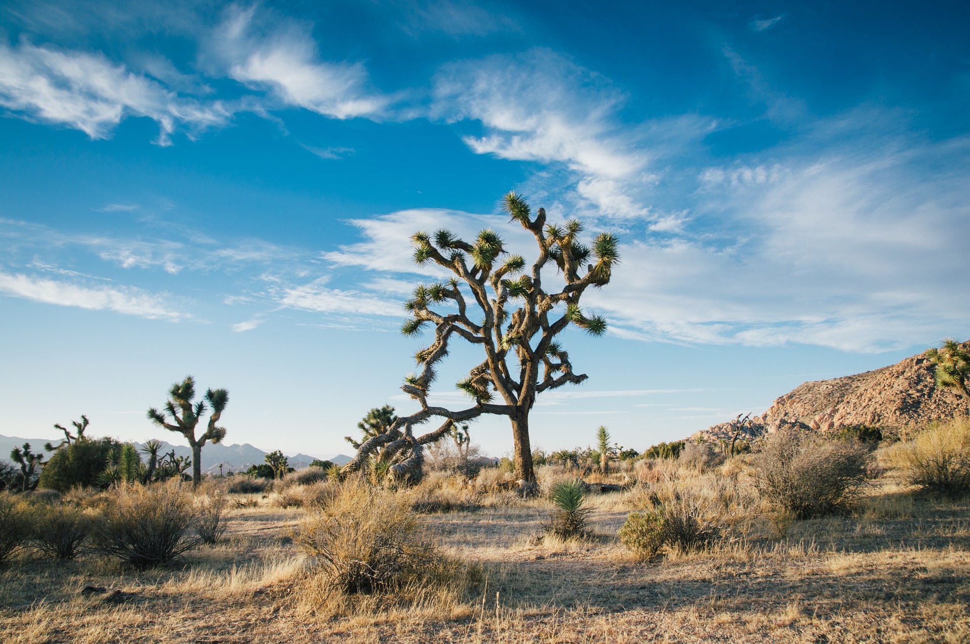 California’s Joshua Trees Receive Protected Status As Climate Change Threatens Plant Life