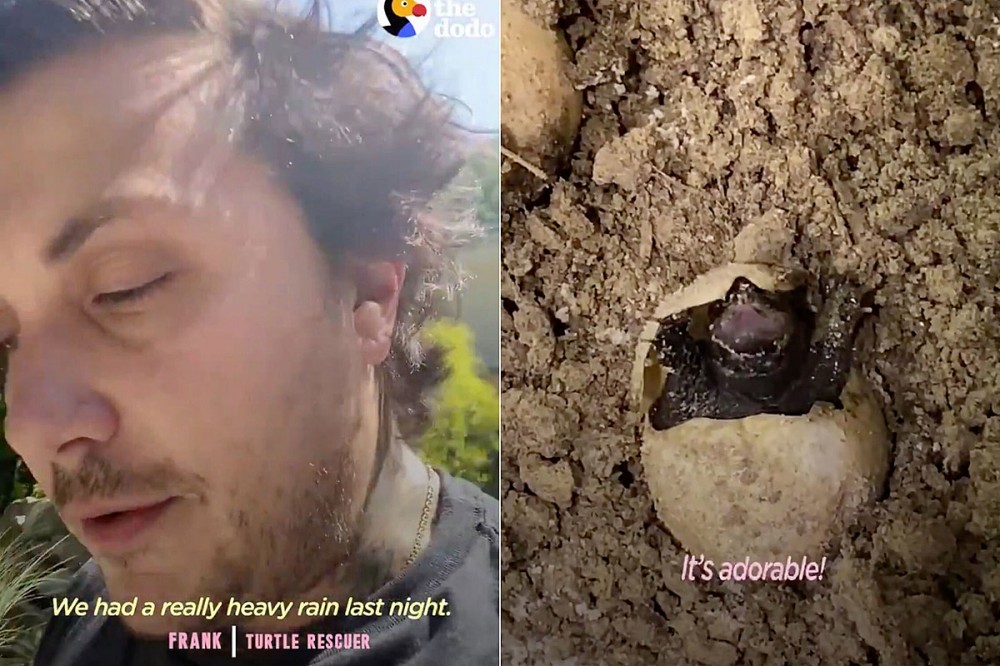 Frank Iero’s Baby Turtle Rescue Featured on Viral Animal Page