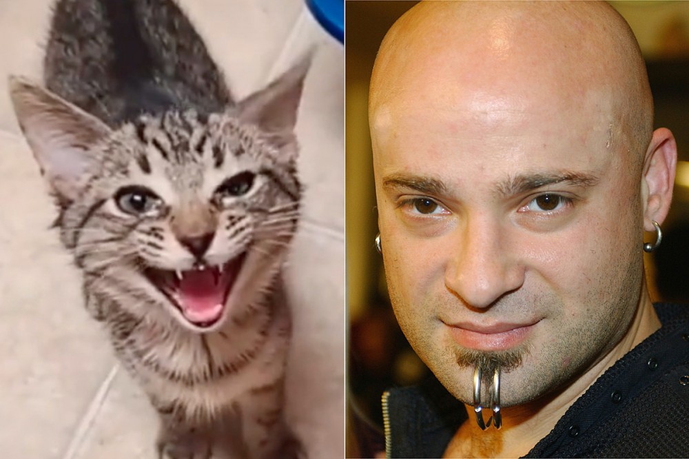 House Cat Singing Disturbed’s ‘Down With the Sickness’ Intro Takes TikTok by Storm