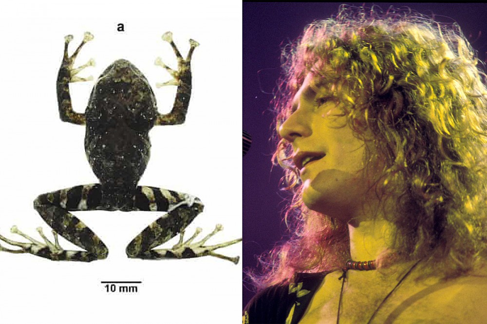 New Species of Frog Named After Led Zeppelin