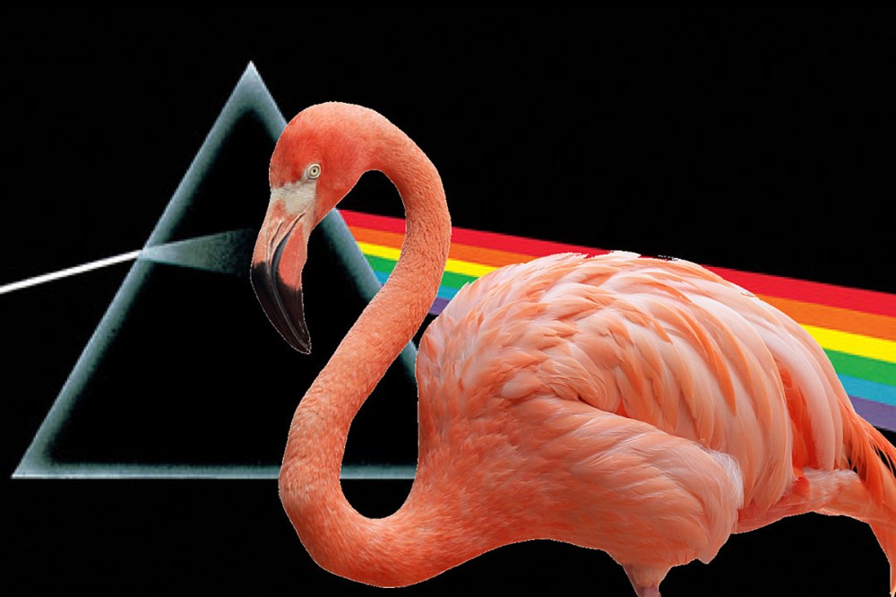 Flamingo Named Pink Floyd Spotted in Texas 17 Years After Zoo Escape