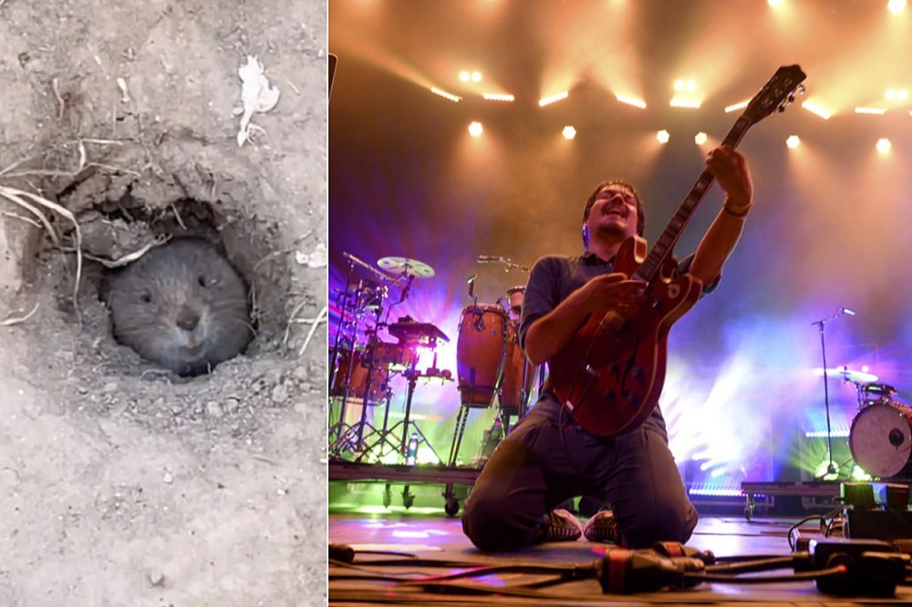 Gopher Burrows to Surface to Enjoy Outdoor Music Festival