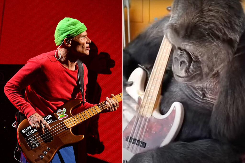 How Did Flea Charm Koko the Gorilla During 2016 Visit?